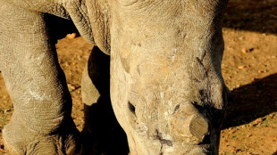 Afrique du Sud: l'écornage des rhinocéros a fortement réduit le braconnage