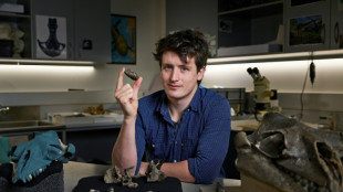 Descubren en Australia una ballena antigua "adorable" pero temible