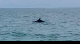 Al largo della Sardegna una culla di delfini e balene