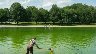 Swamp Thing: Algae mess with Trump's pool project