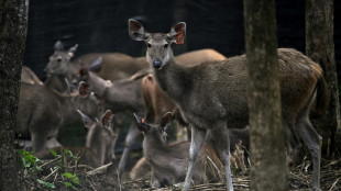 En Thaïlande, des proies lâchées dans la jungle pour sauver les tigres