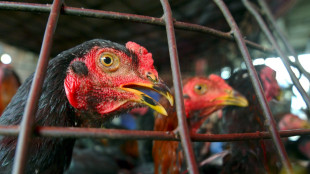 Uruguay, nuova emergenza sanitaria per l'influenza aviaria