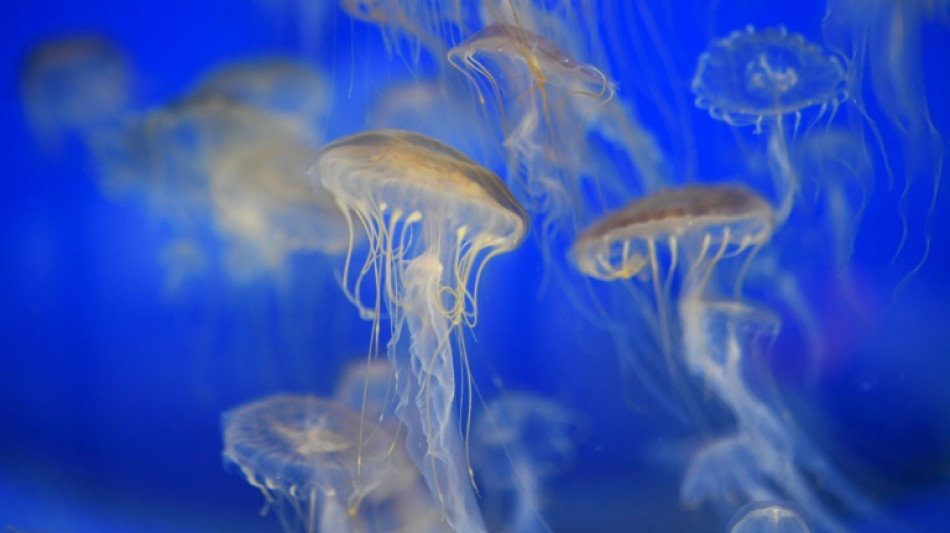 Biodiversit&eacute;: la France lance une vaste cartographie g&eacute;n&eacute;tique de son milieu marin 