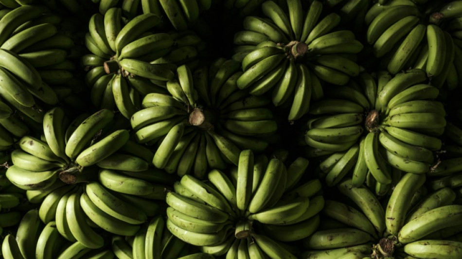 Massenentlassungen bei US-Bananen-Konzern Chiquita in Panama nach Streiks