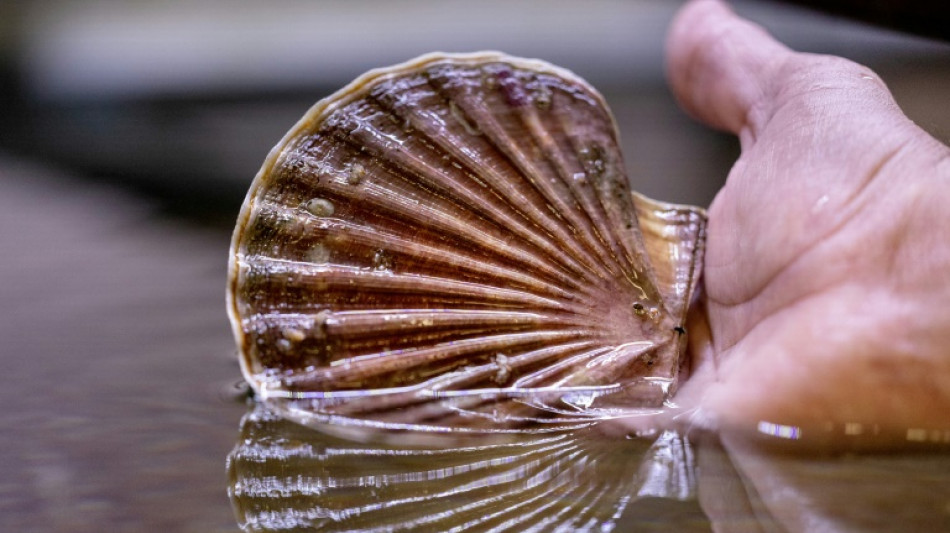 Coquilles Saint-Jacques: l'écloserie qui lutte contre l'épuisement de la ressource