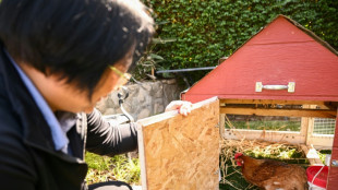 Aluguel de galinhas se populariza nos EUA devido ao aumento dos pre&ccedil;os dos ovos