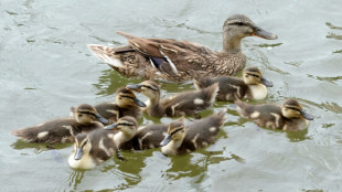 Kinder geben den Hinweis: Detmolder Feuerwehr befreit acht Entenk&uuml;ken