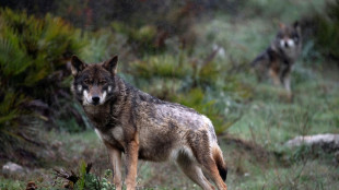 Berichte: Frau in Hamburg von Wolf gebissen