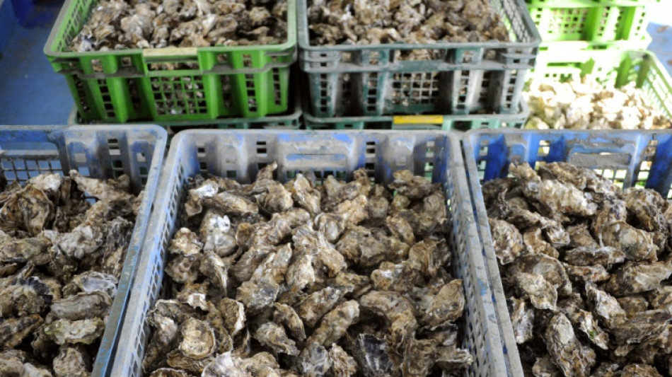 Algues toxiques entre Vendée et Finistère: pêche aux coquillages interdite dans de nombreux secteurs