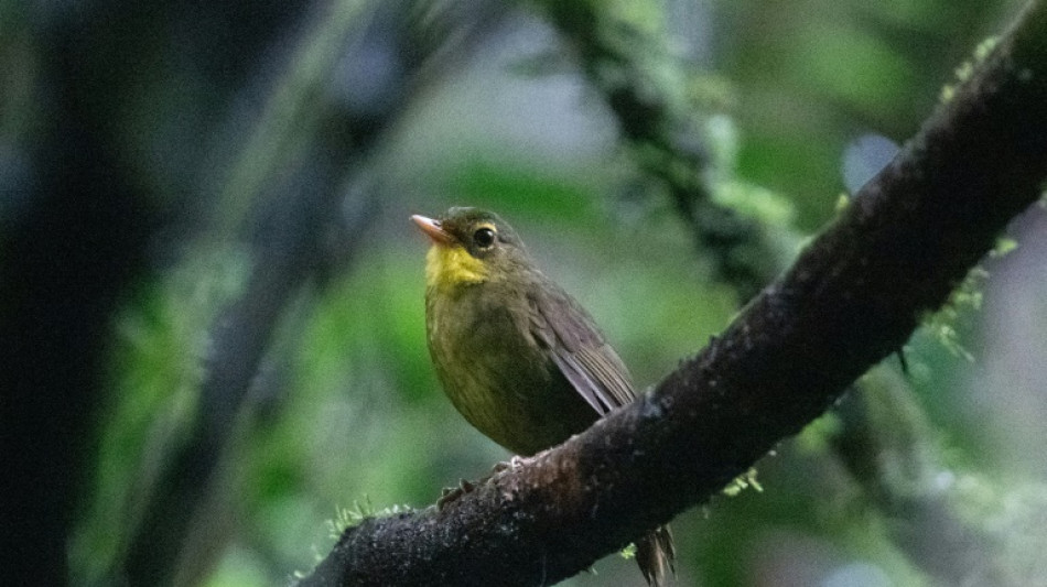 Introuvable pendant 24 ans, un oiseau rare refait surface &agrave; Madagascar