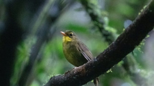 Introuvable pendant 24 ans, un oiseau rare refait surface &agrave; Madagascar