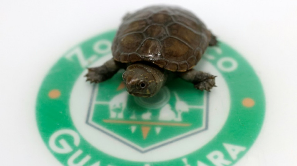 Nace en M&eacute;xico un ejemplar de una peque&ntilde;a tortuga en peligro de extinci&oacute;n