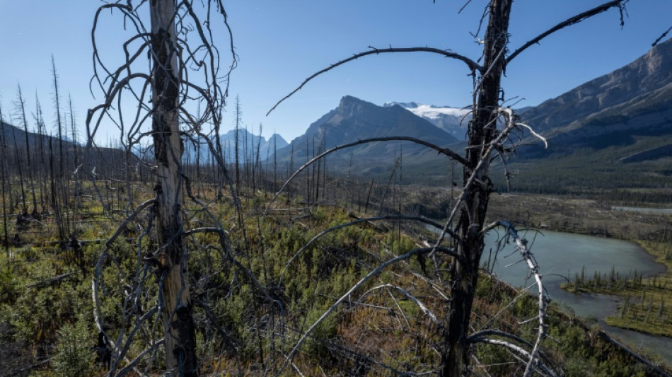 La for&ecirc;t bor&eacute;ale br&ucirc;le de plus en plus, et c'est un probl&egrave;me pour le climat