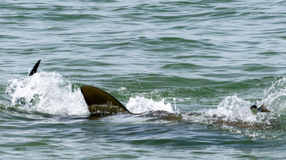 Sur une plage en Israël, le face-à-face dangereux entre requins et humains