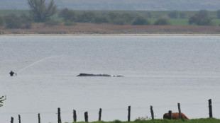 Allemagne: le sauvetage de la baleine &eacute;chou&eacute;e sur la c&ocirc;te baltique entre dans une "phase d&eacute;cisive" 