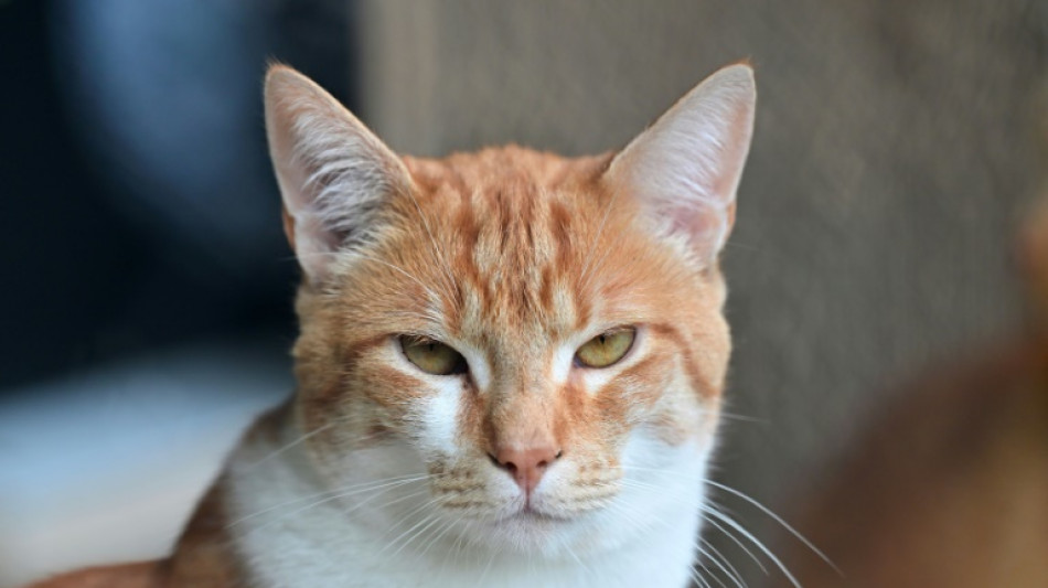 Sachsen-Anhalt: Wom&ouml;glich mehrere Katzen aus fahrendem Auto geworfen und get&ouml;tet