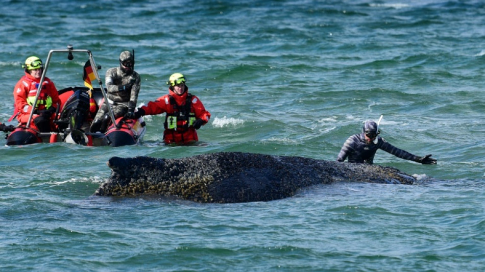 Allemagne : la baleine disparue refait surface en mer Baltique
