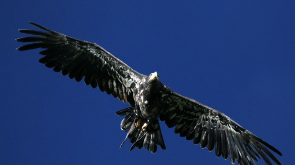 Aigle royal tu&eacute; par une &eacute;olienne: l'exploitant relax&eacute; en appel