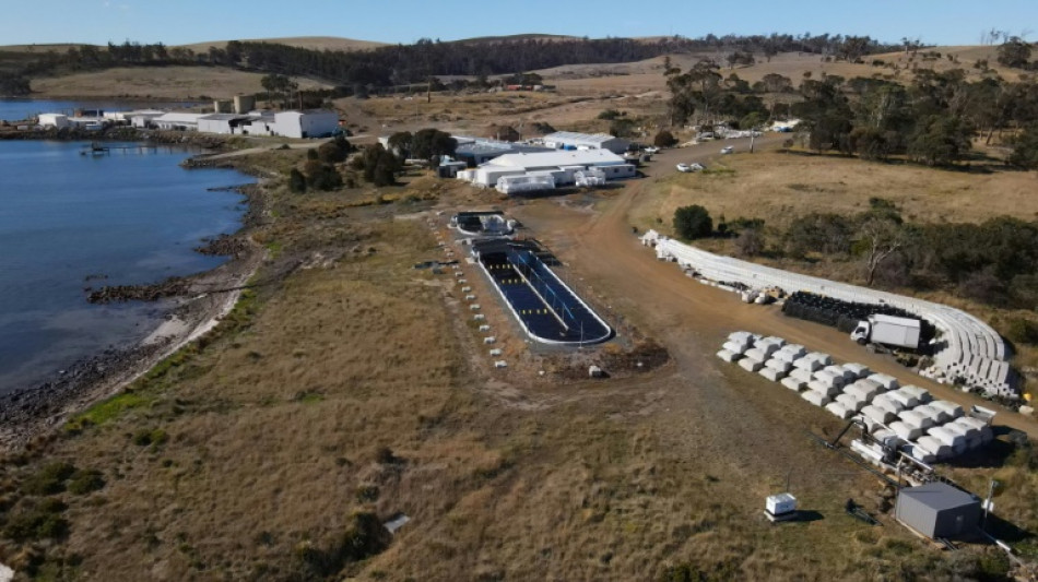 Climat: limiter les rots du bétail grâce à une algue, le pari d'une ferme de Tasmanie