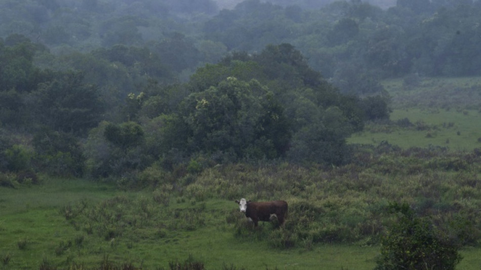 Casi 3.000 bovinos de Uruguay desembarcan en Libia tras el rechazo de Turquía