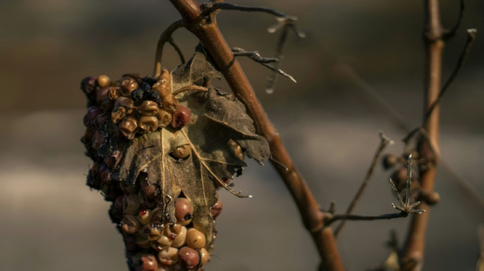Sur les vignobles sinistr&eacute;s par le feu, la ministre de l'Agriculture exprime "la solidarit&eacute; nationale" 