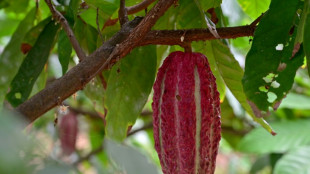 En Equateur, les producteurs de cacao se frottent les mains