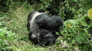 La Unesco alerta de la situaci&oacute;n cr&iacute;tica de los grandes simios