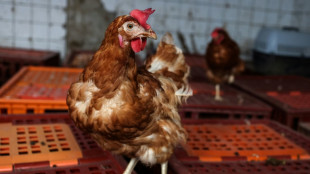 Dans la Dr&ocirc;me, un &eacute;levage de poules se d&eacute;barrasse de ses cages, &agrave; l'image de la fili&egrave;re