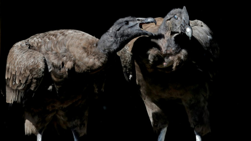 Bety, la c&oacute;ndor nacida en cautiverio en Polonia conocer&aacute; la libertad en Chile 