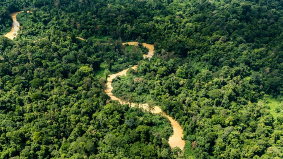 Guyane: la Cour des comptes alerte sur une gestion foresti&egrave;re &agrave; repenser