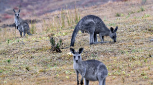 Tuer les kangourous pour leur &eacute;pargner la famine