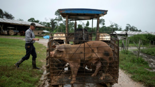 Flechas contra tractores: la expansi&oacute;n menonita aviva la pugna en la Amazon&iacute;a peruana 