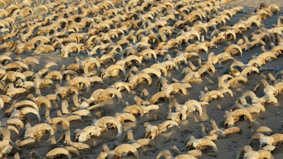 Egypte: 2.000 t&ecirc;tes de b&eacute;liers momifi&eacute;es d&eacute;couvertes dans le temple de Rams&egrave;s II