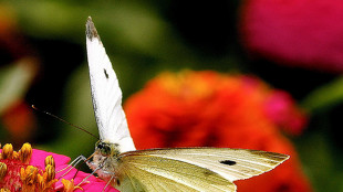 Le farfalle usano illusioni ottiche per confondere i predatori