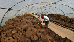 Alternative au bois, une start-up tunisienne transforme les grignons d'olives en &eacute;nergie