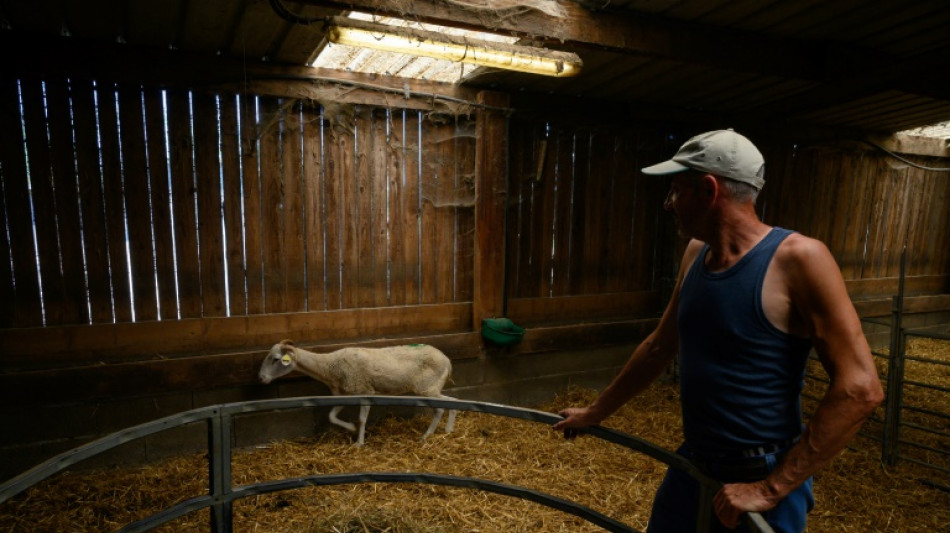 Fi&egrave;vre catarrhale: des &eacute;levages de brebis d&eacute;cim&eacute;s dans le Sud