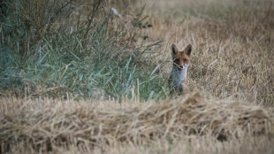L'&eacute;limination des esp&egrave;ces nuisibles en France est "inefficace et co&ucirc;teuse", selon une &eacute;tude