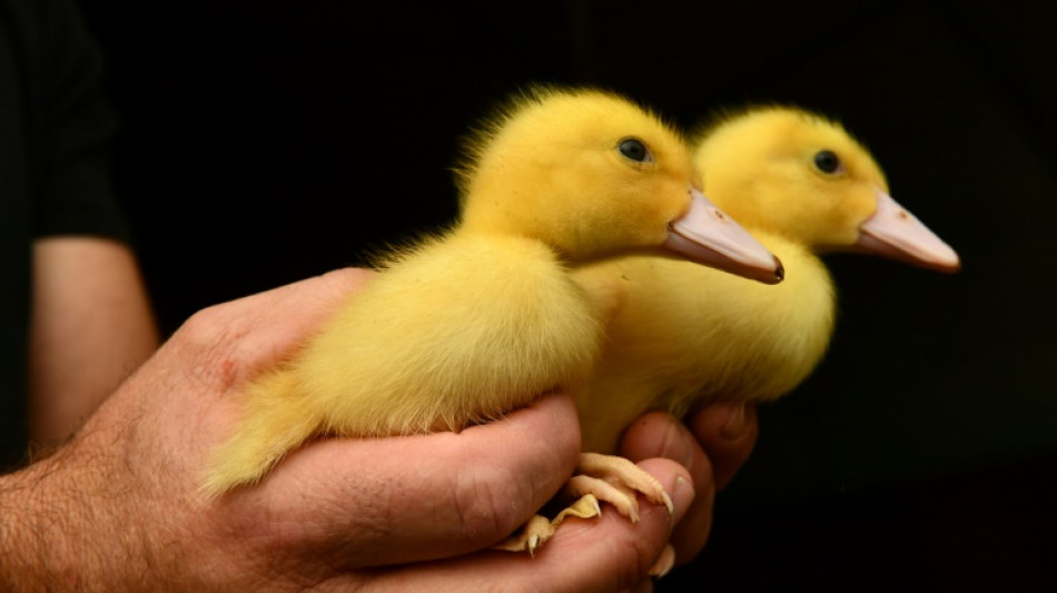 Skeptische Entenmutter verfolgt Rettungstransport für Küken in Hessen zu Fuß