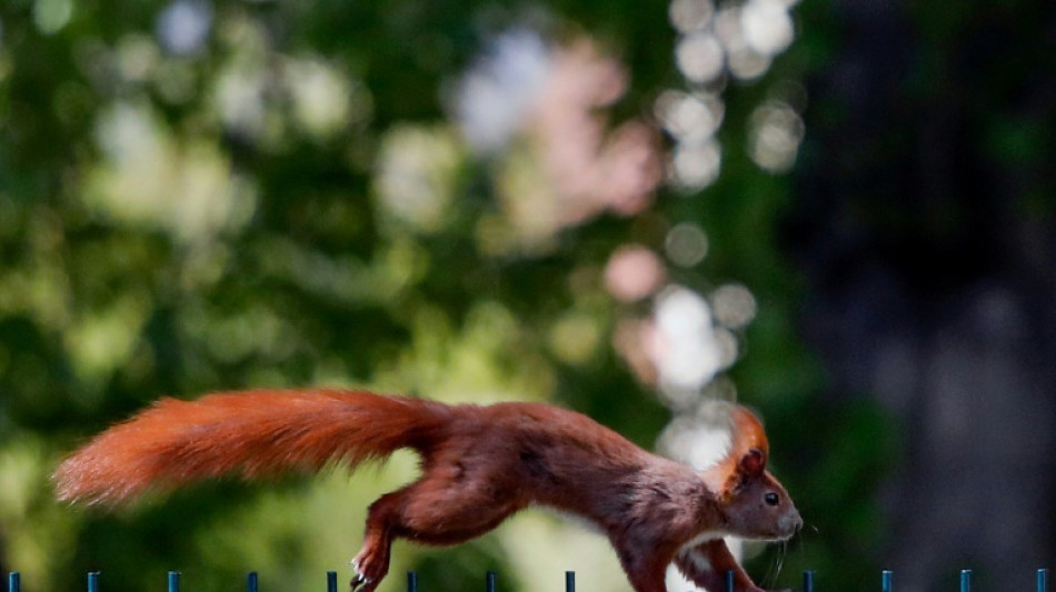 Durch Modegesch&auml;ft tobendes Eichh&ouml;rnchen sorgt f&uuml;r Feuerwehreinsatz in Bad Segeberg