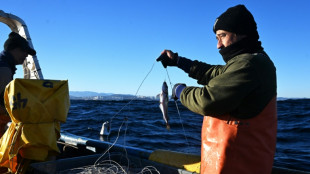 Au Chili, la p&ecirc;che durable peine &agrave; sauver le merlu 