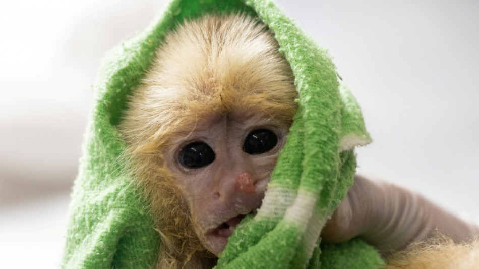 Detienen en Colombia a dos traficantes que transportaban primates en su ropa interior