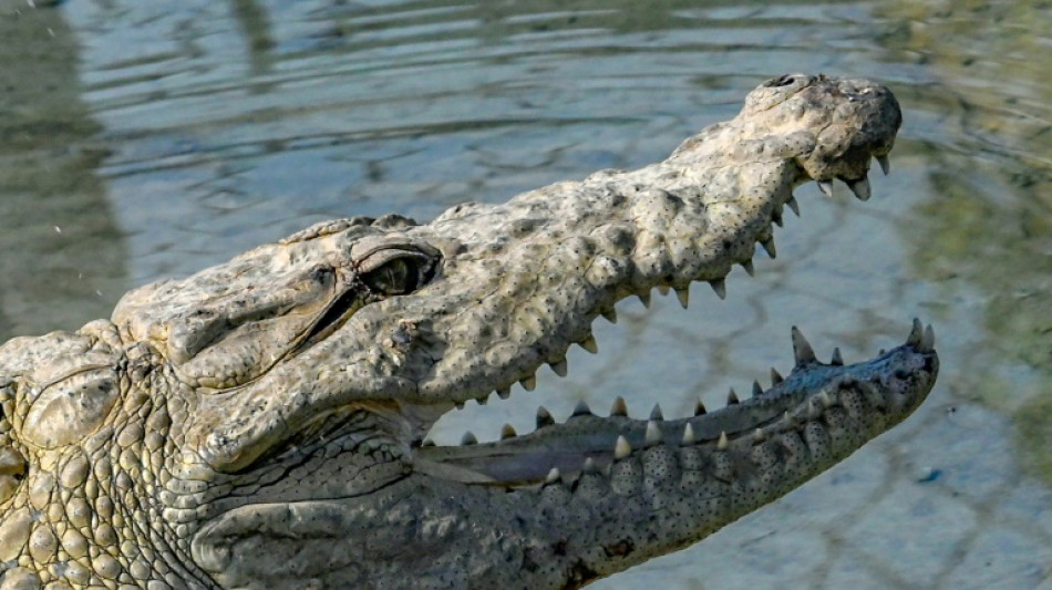Zoll an Düsseldorfer Flughafen entdeckt Krokodilledertasche mit Kopf und Beinen