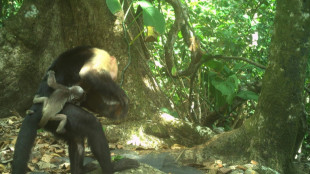 Monkeys kidnap babies of another species in weird 'fad'