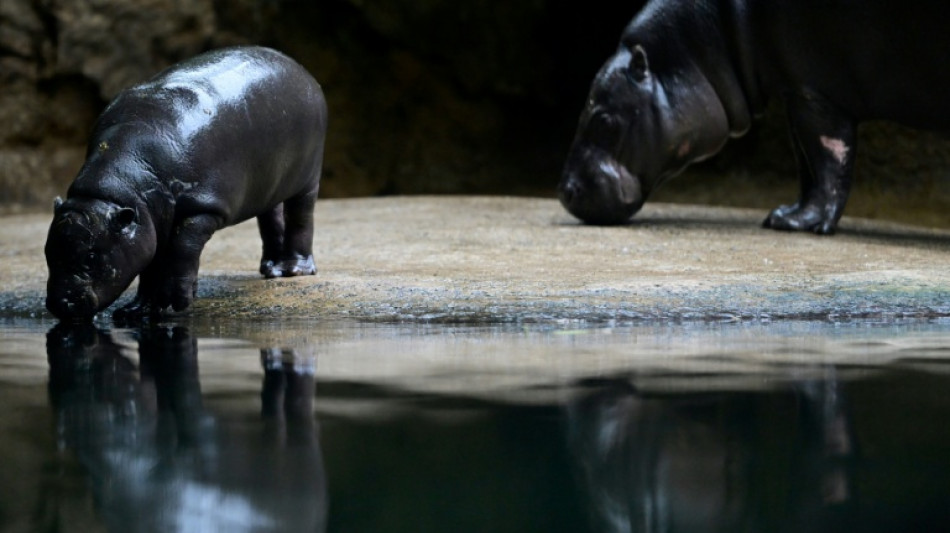 Zwergflusspferd Toni verlässt Berlin und zieht in französischen Zoo