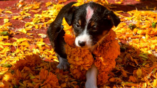 Sch&auml;ferhundwelpe klemmt mit Schwanz in Rolltreppe fest
