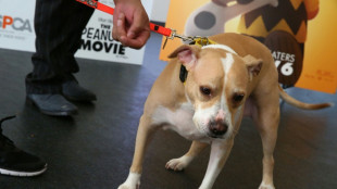 Hund l&ouml;st Schuss auf seinen Besitzer aus