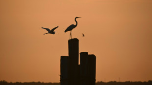 Oenegés denuncian la presencia de lobistas de combustibles fósiles en la COP30 en Brasil