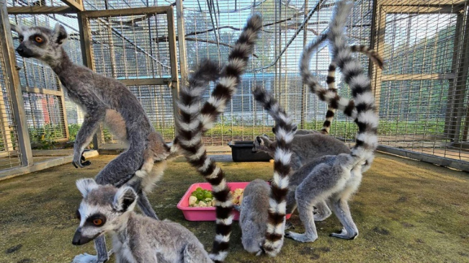 Tha&iuml;lande: op&eacute;ration hors normes pour rapatrier &agrave; Madagascar environ 1.000 l&eacute;muriens et tortues saisis