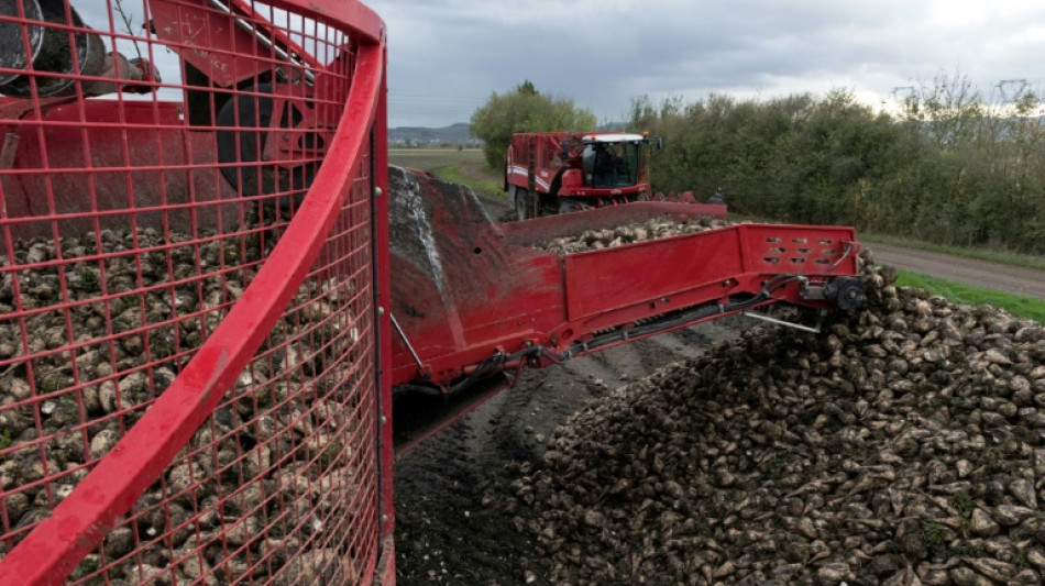 Priv&eacute;s de n&eacute;onicotino&iuml;des, les betteraviers t&acirc;tonnent &agrave; la recherche d'alternatives