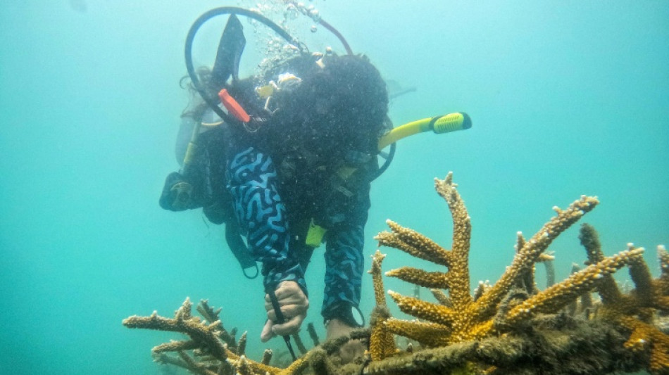 Colombian ex-fisherman swaps trade for saving Caribbean coral